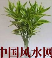 通化十二生肖养什么植物最旺财运？你知道吗！