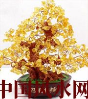 通化买了招财植物却不能发财，是方位摆错了！